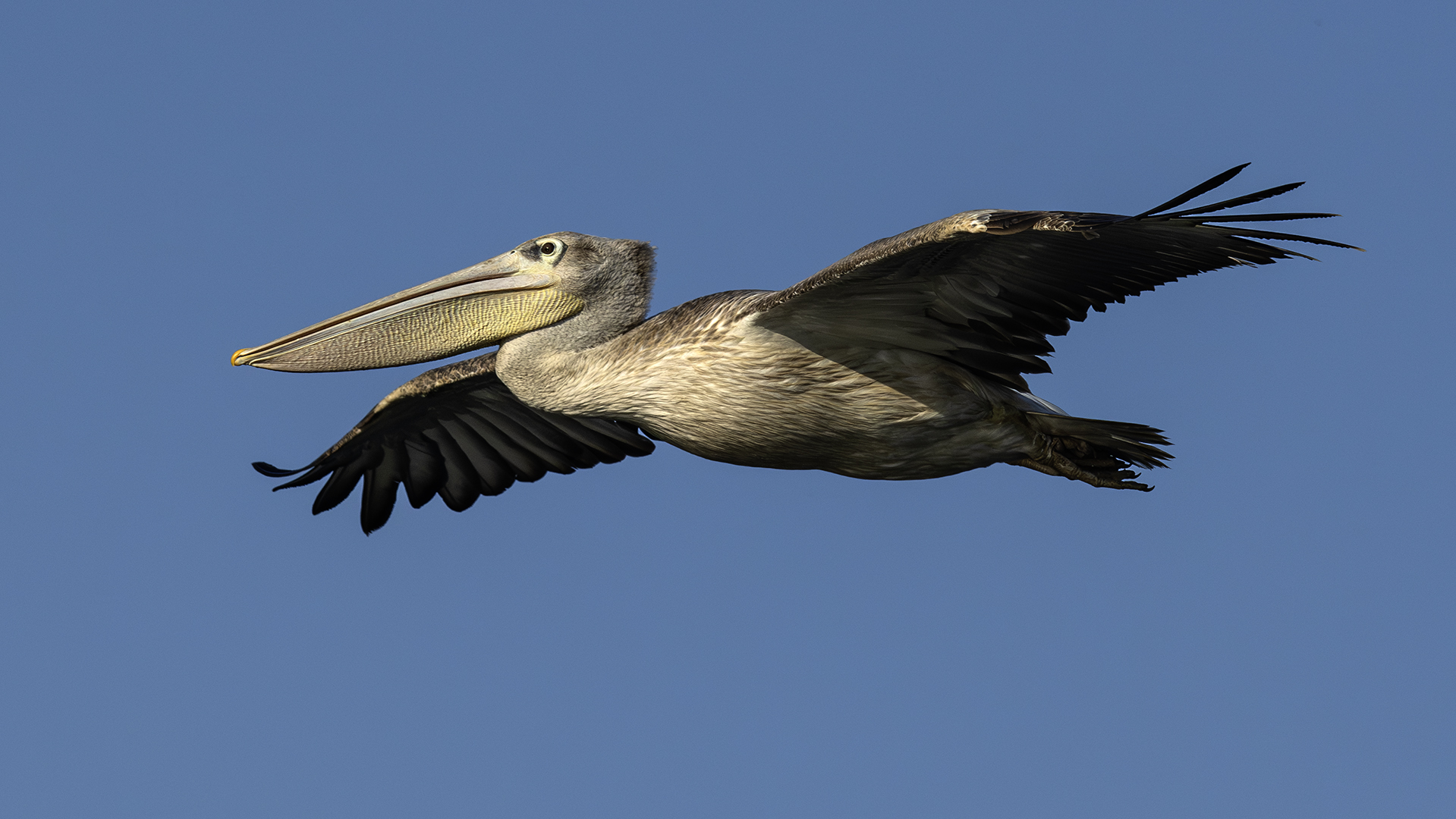 Fstop Bronze Medal-Nature Colour-Pelican in Flight-David Roberts-Fstop PS