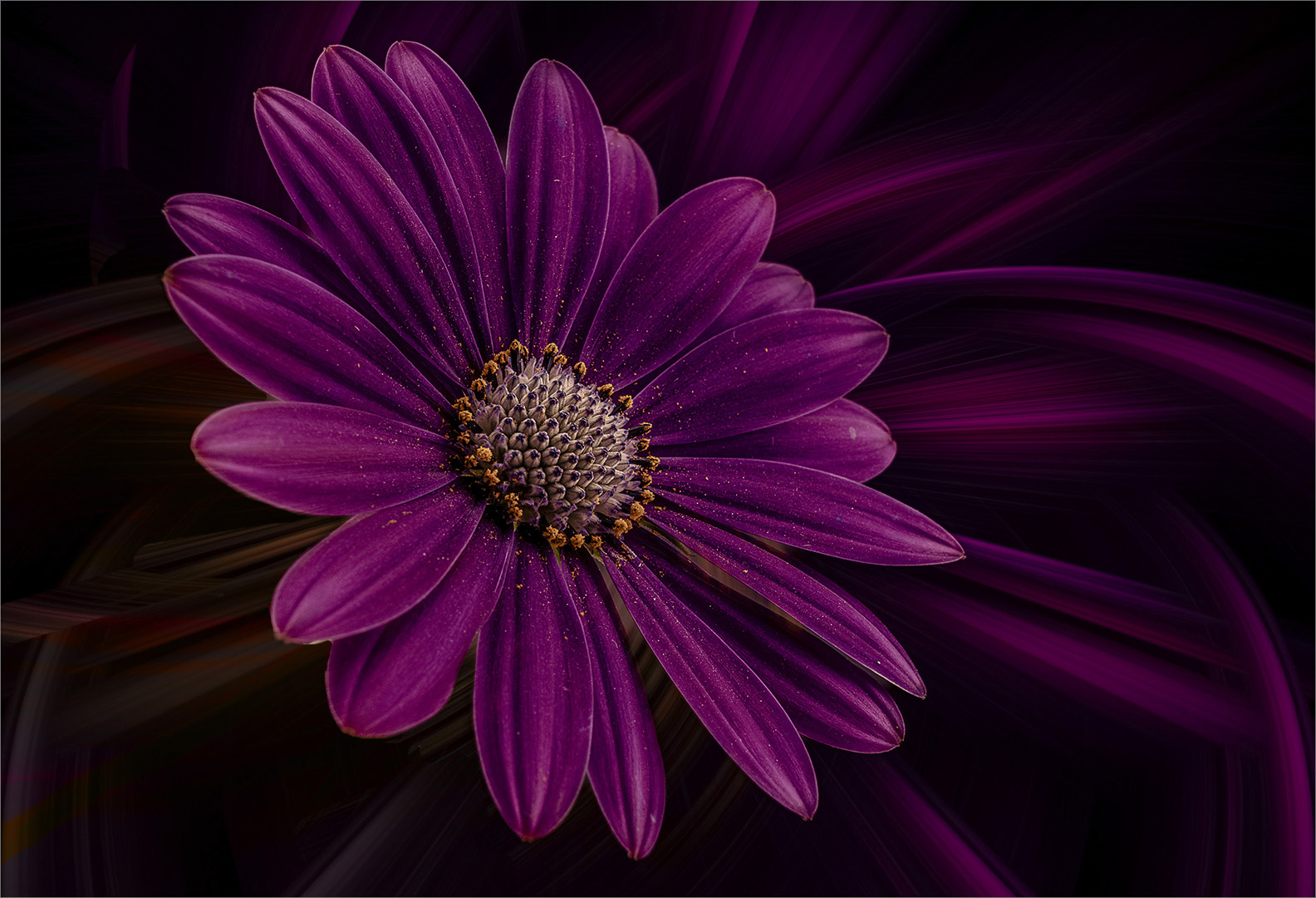 Fstop Bronze Medal-Open Colour-Purple Daisy-Anita Bester-Fstop PS