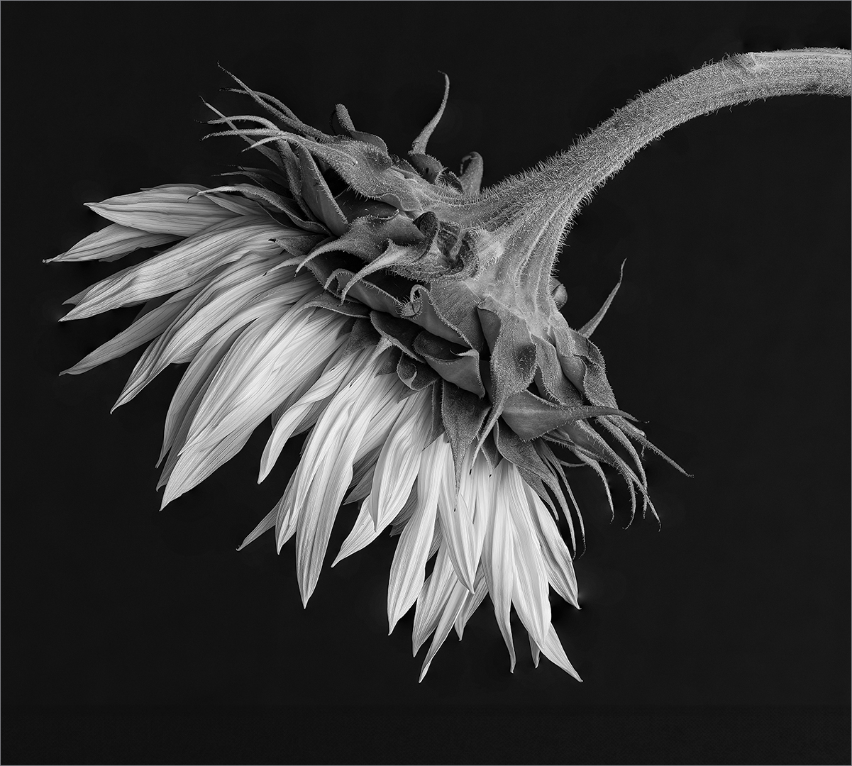 Fstop Silver Medal-Open Mono-Thirsty Sunflower-Shirley Swingler-Amber Camera Club