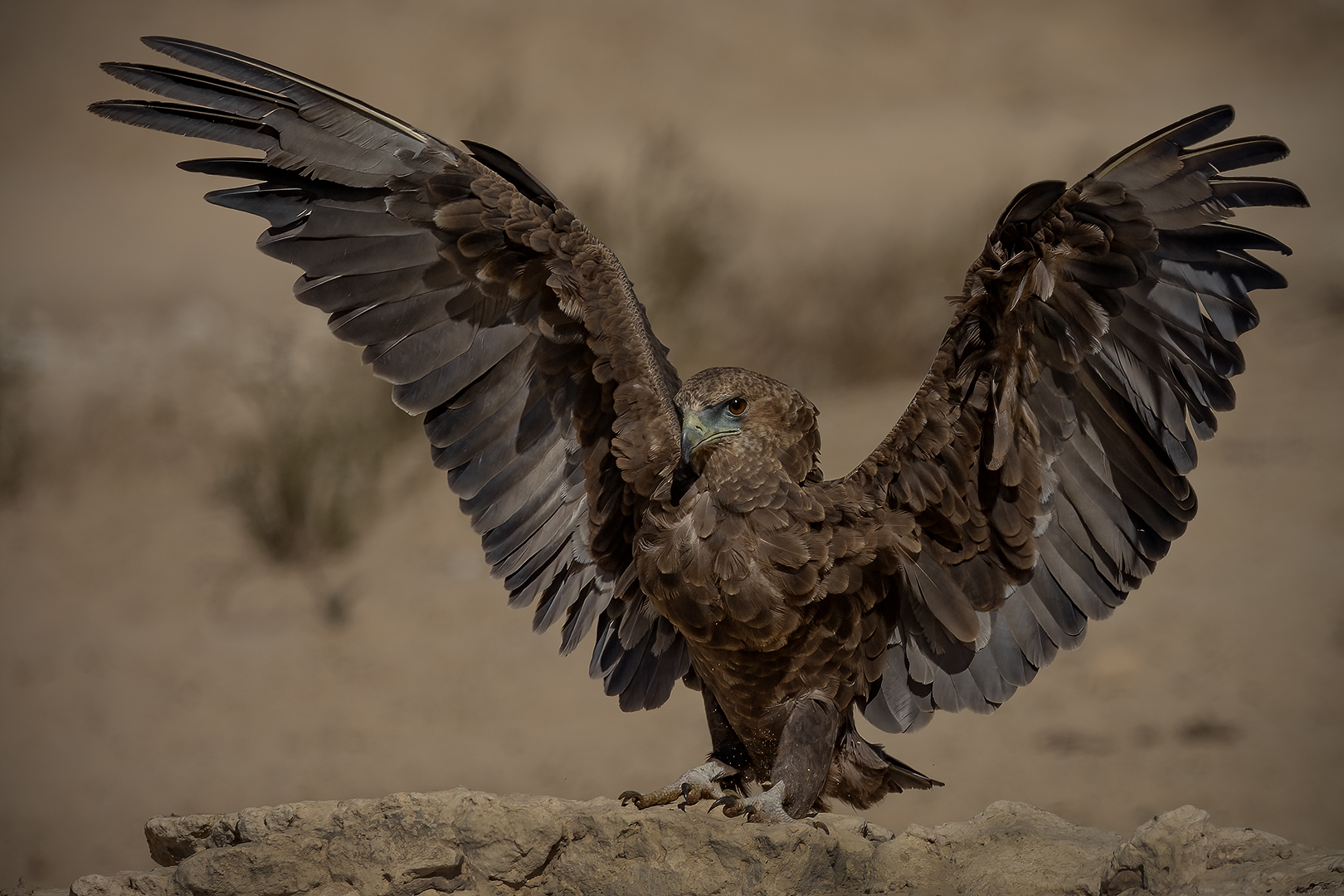 PSSA Silver Medal-Nature Colour-Juvenile Bateleur-Ettienne van Niekerk-Edenvale Photographic Club