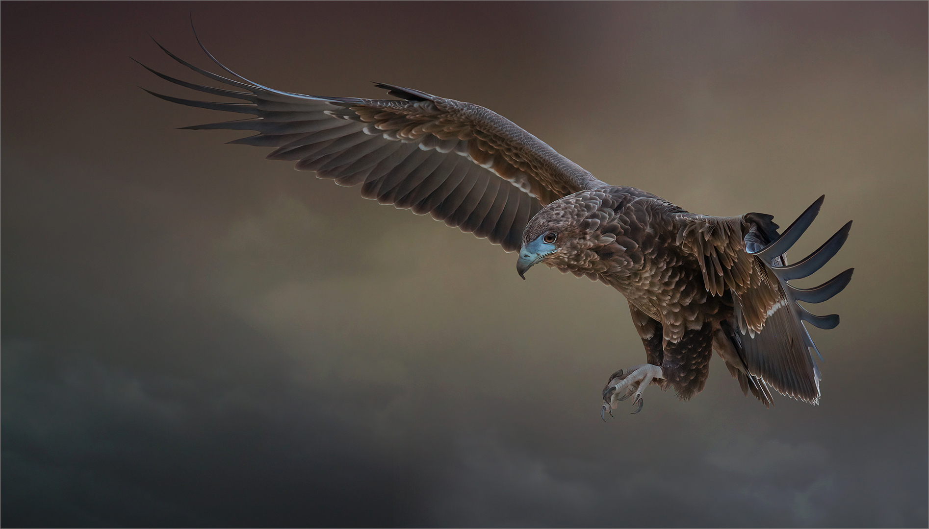 PSSA Silver Medal-Open Colour-Bateleur 4-Michelle Pearson-HCPS