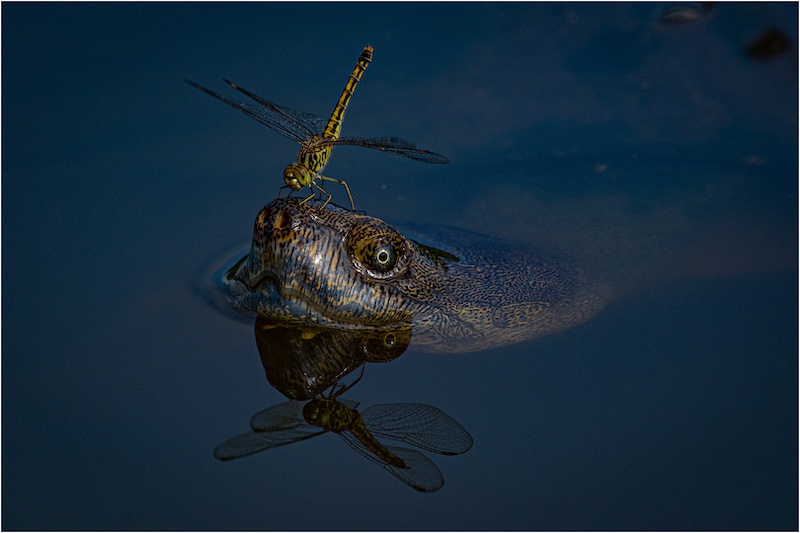 AFO Bronze medal for best AFO entry - Macro - Dragonfly and terrapin - Johan Mader - AFO.jpeg