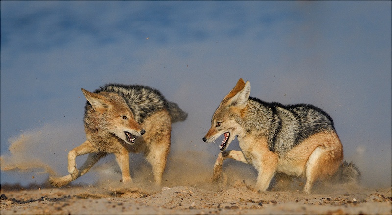 AFO Bronze medal for best AFO entry - Nature no birds - 2019 - Elzabé Bogenhofer - AFO.jpeg