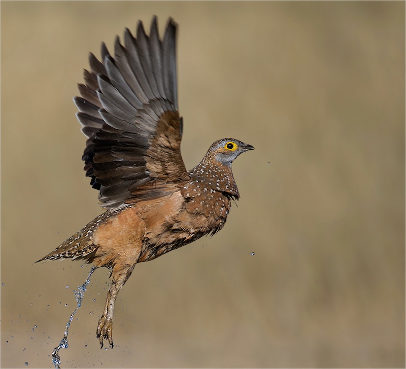 AFO Bronze medal for best AFO entry - Nature only birds - Taking water home - Anette Lighthelm - AFO.jpeg