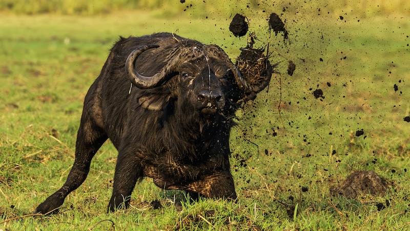AFO silver medal - Nature no birds - Buffalo Soldier 2 rev - David MacIntyre - Boksburg CC.jpeg