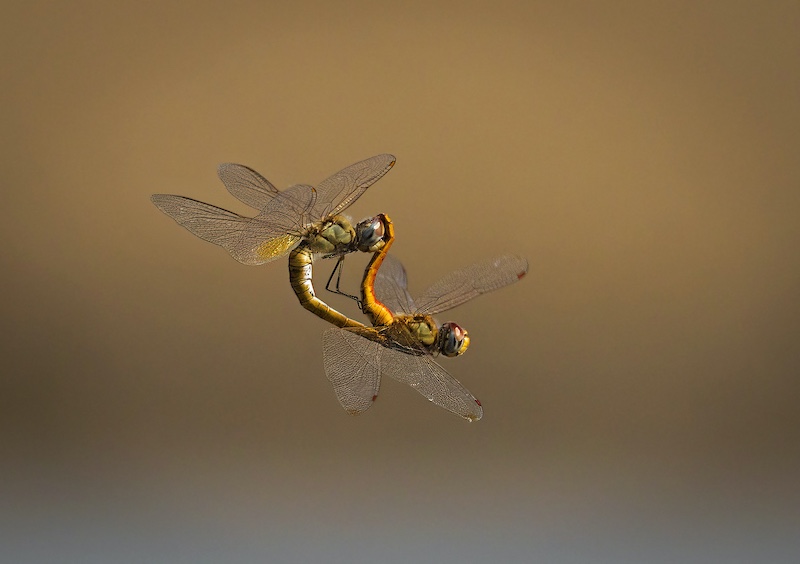 PSSA Silver medal - Macro - Twee naaldekokers - Mietsie Visser - Vanderbijlpark FV.jpeg