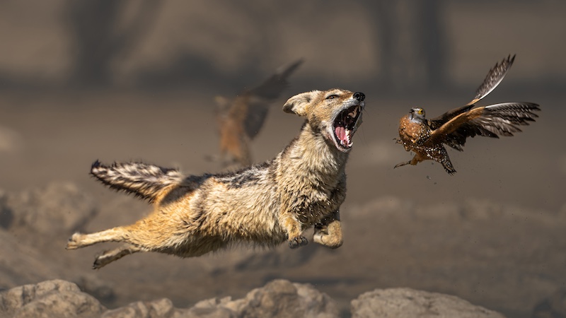 PSSA Silver medal - Nature no birds - Jackal striving to make the catch - Kathy Kay - Hibicus CC.jpeg