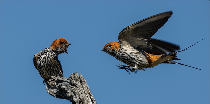 PSSA Silver medal - Nature only Birds - Expecting Food 051123 - Johan Frost - Midlens Kameraklub.jpeg