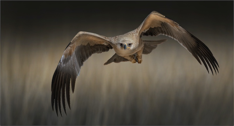 PSSA Silver medal - Open colour - Here I come - Michelle Pearson - Hibicus Coast CC.jpeg