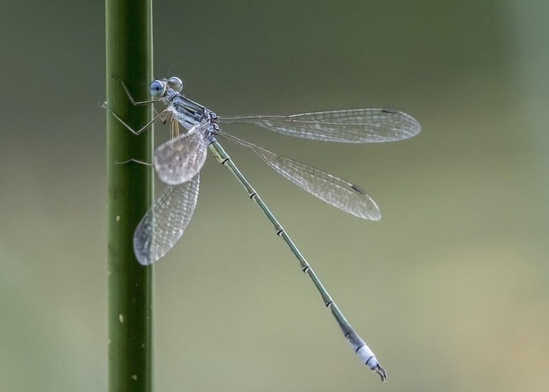 Benoni Bronze - Nature - Colour - Evenroot - Frank Ueckermann - Benoni Camera Club