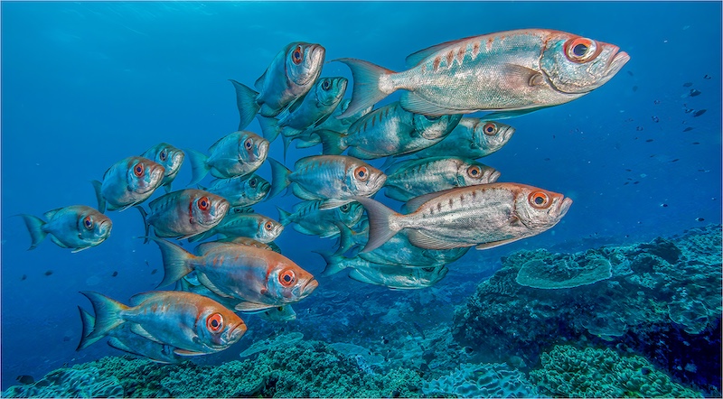 Benoni Bronze - Open - Colour - Schooling Fish - Leen van der Slik - Benoni Camera Club