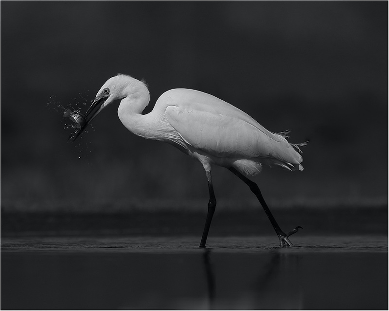 Benoni Bronze - Open - Monochrome - White Igret - Pieter Kruger - Benoni Camera Club