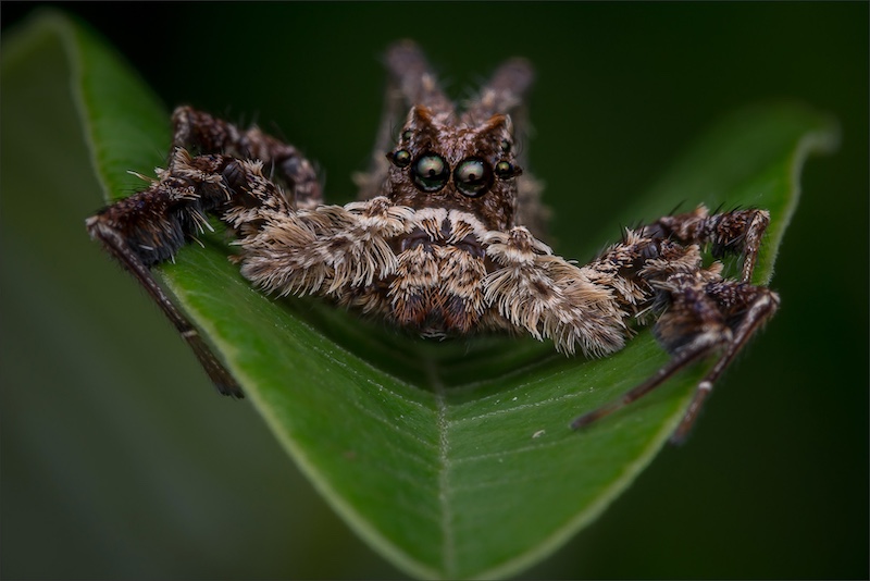 Benoni Silver - Nature - Colour -  Jumpiung spider 6450 - Hannes Claassens - Midlens Fotoklub