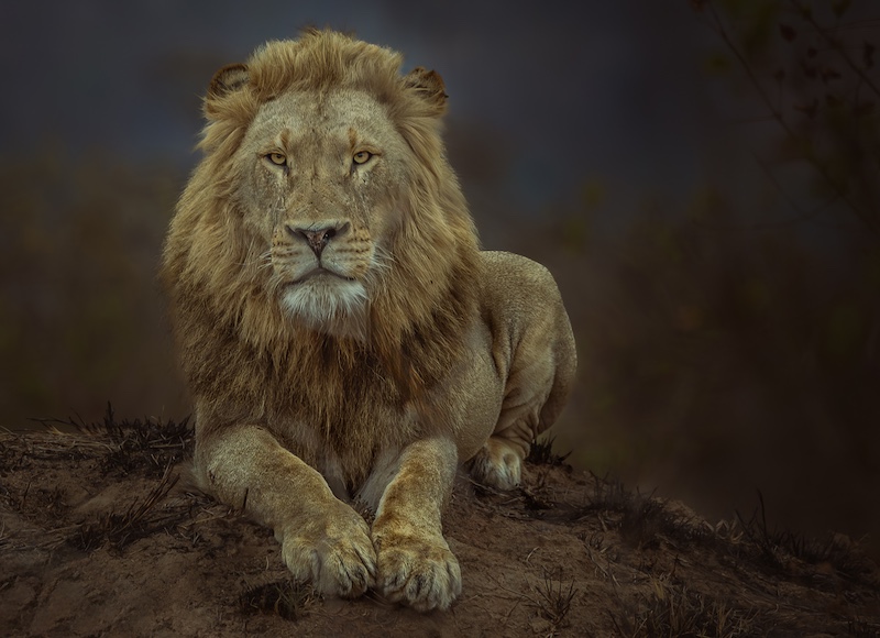 Benoni Silver - Open - Colour - One Last Look - Pitts Patel - Springs Photographic Club