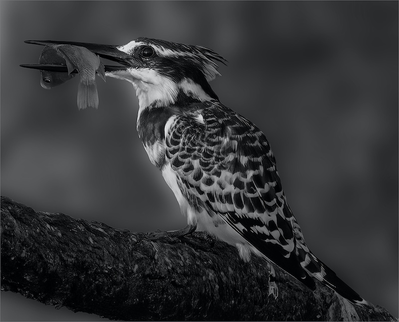 Benoni Silver - Open - Monochrome - Early Morning Catch - Shirley Swingler - Amber Camera Club