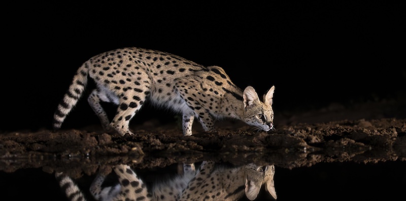 PSSA Silver - Nature - Colour - Is it safe - Wouter Labuschagne - Midlens Fotoklub