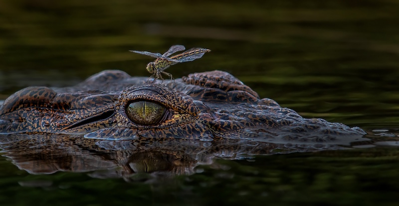 PSSA Silver - Open - Colour - Krokodil en flinder - Ben Botha - Southern Suburbs Camera Club