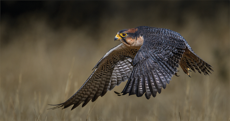 Club Medal - Nature Birds Only Colour - Lanner in flight - Jan Van Niekerk - Ermelo Foto Klub
