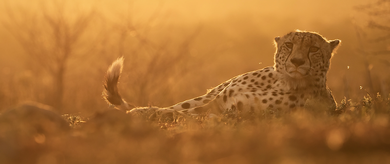 Club Medal - Nature No Birds Colour - Cheetah Stare - Nerissa Naidoo - Hibiscus Coast Photographic Society