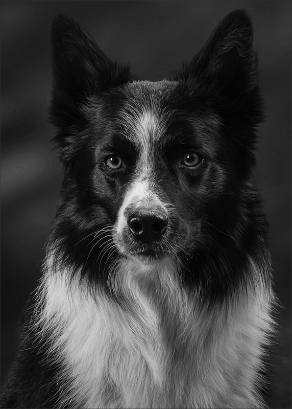 Club Medal - Open Monochrome - Ross portrait - Cathy Dooley - Southern Suburbs Camera Club