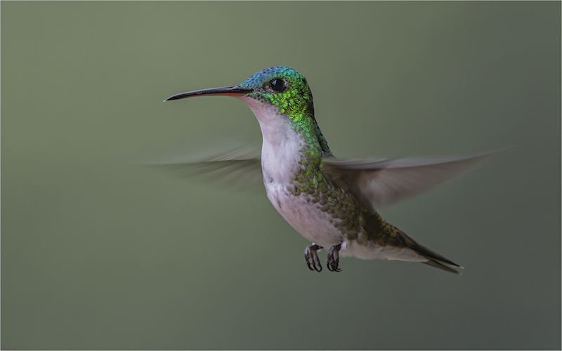 PSSA Silver Medal - Nature Birds Only Colour - Whirring Wings - Craig Morgan - Randburg Foto Klub-randburg Photo Club