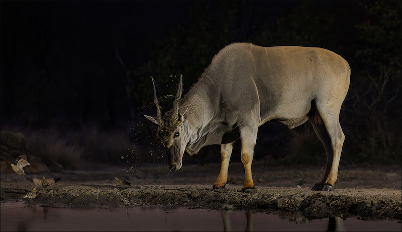 PSSA Silver Medal - Nature No Birds Colour - Horns in the mud - Leon Drotsky - Ermelo Foto Klub