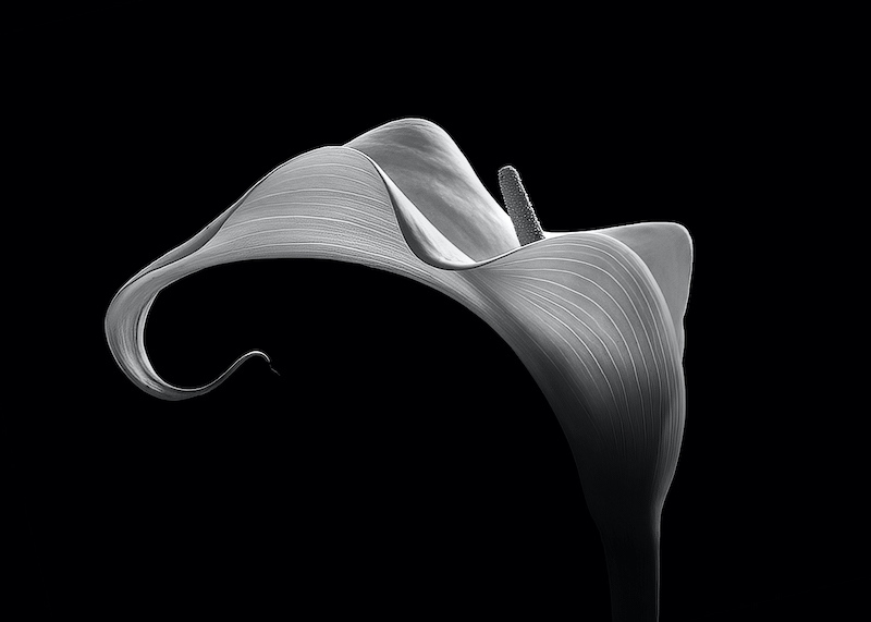 PSSA Silver Medal - Open Monochrome - Beautiful Lines - Leon Heyes - Maritzburg Camera Club