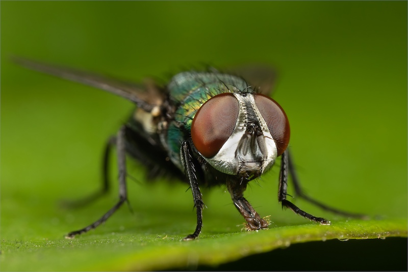 BCC Medal - Macro -The tongue of a Diptera - Jamie-Lee du Plessis - Boksburg Camera Club