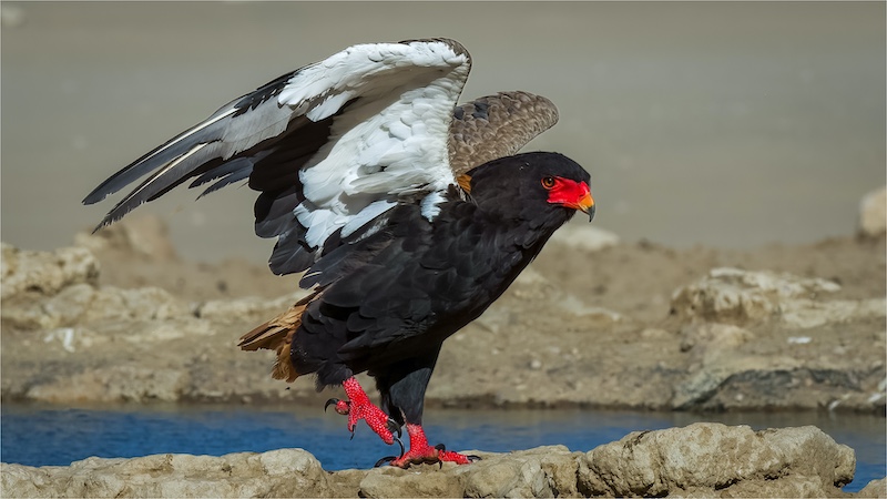 BCC Medal - Nature Colour - Berghaan Landing - Theo van der Merwe - Boksburg Camera Club
