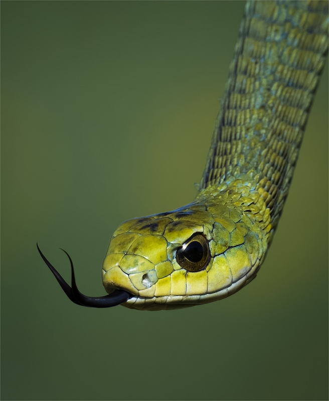 BCC Medal Open Colour - Boomslang - Theo van der Merwe - Boksburg Camera Club