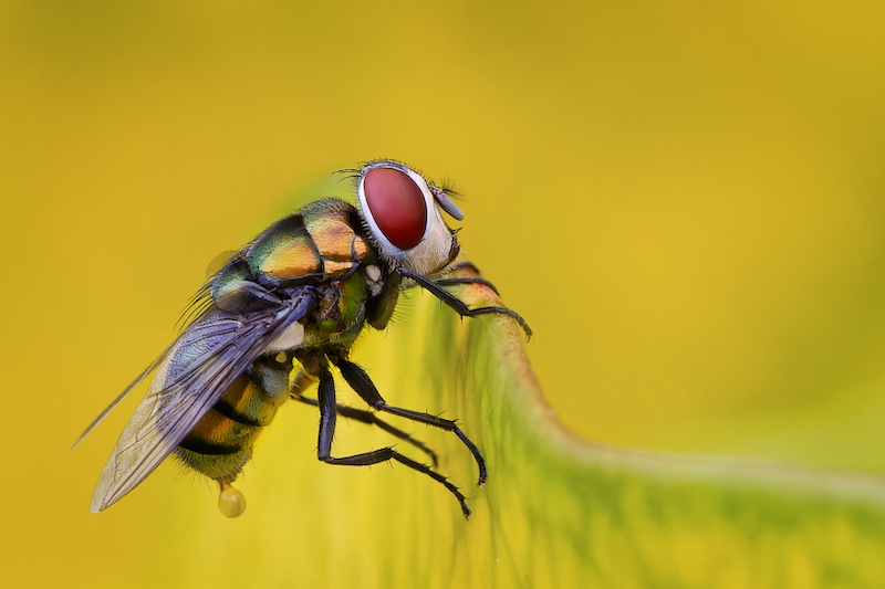 Club Medal - Macro - fly doing something cm - Elsabe du Toit - Hibiscus Coast Photographic Society