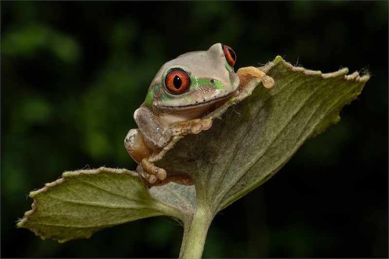 Club Medal - Nature Colour - Clinging on - Shirley Gillit - Westville Camera Club