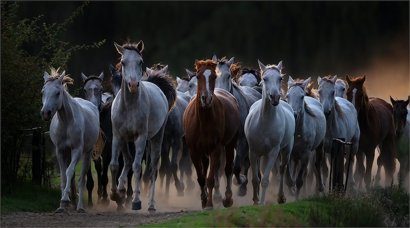 Club Medal - Open Colour - open gate - Geo Jooste - Bloemfontein Kamera Klub