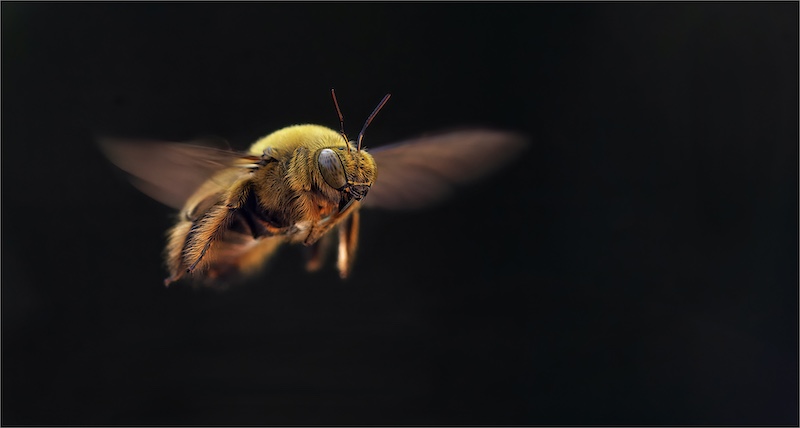 PSSA Silver Medal - Macro - geel gogga - Geo Jooste - Bloemfontein Kamera Klub
