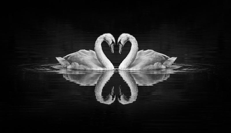 PSSA Silver Medal - Open Monochrome - Perfect love - Alta Oosthuizen - National Photo Club