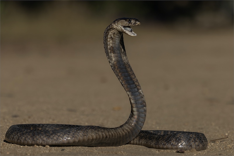 Brandpunt Silver Medal - Nature  Colour -Snouted Cobra A7996 - Rodney  Cory - Springs Photographic Club