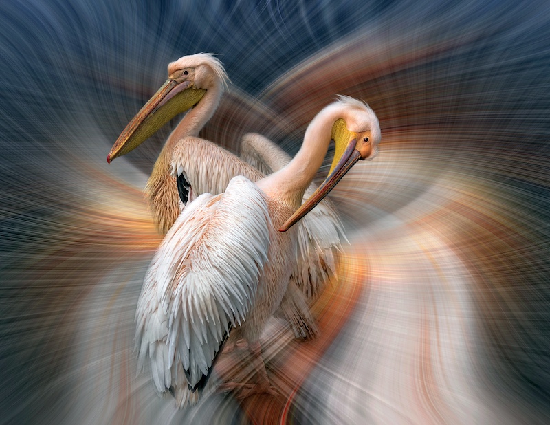 Brandpunt Silver Medal - Open Colour -Pelicans in love - Rene Wright - Kleinmond Kiekieklub