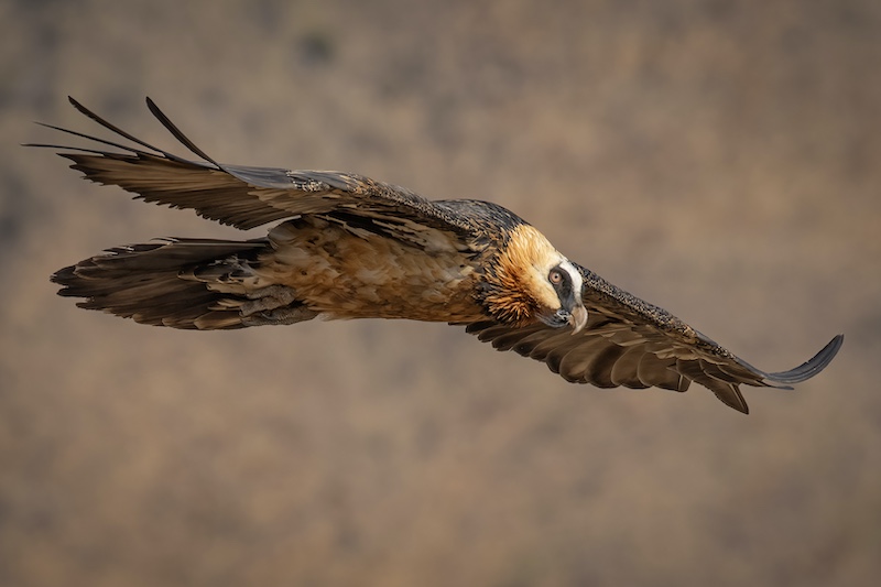 PSSA Silver Medal - Nature  Colour -Lammergeier - Sonja Olivier - Edenvale Photographic Club