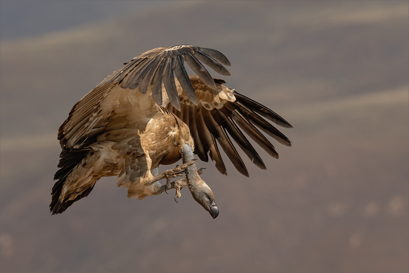 EPC Silver Medal - Nature Birds Only - Coming in to Land - Natasha Bird - SSCC