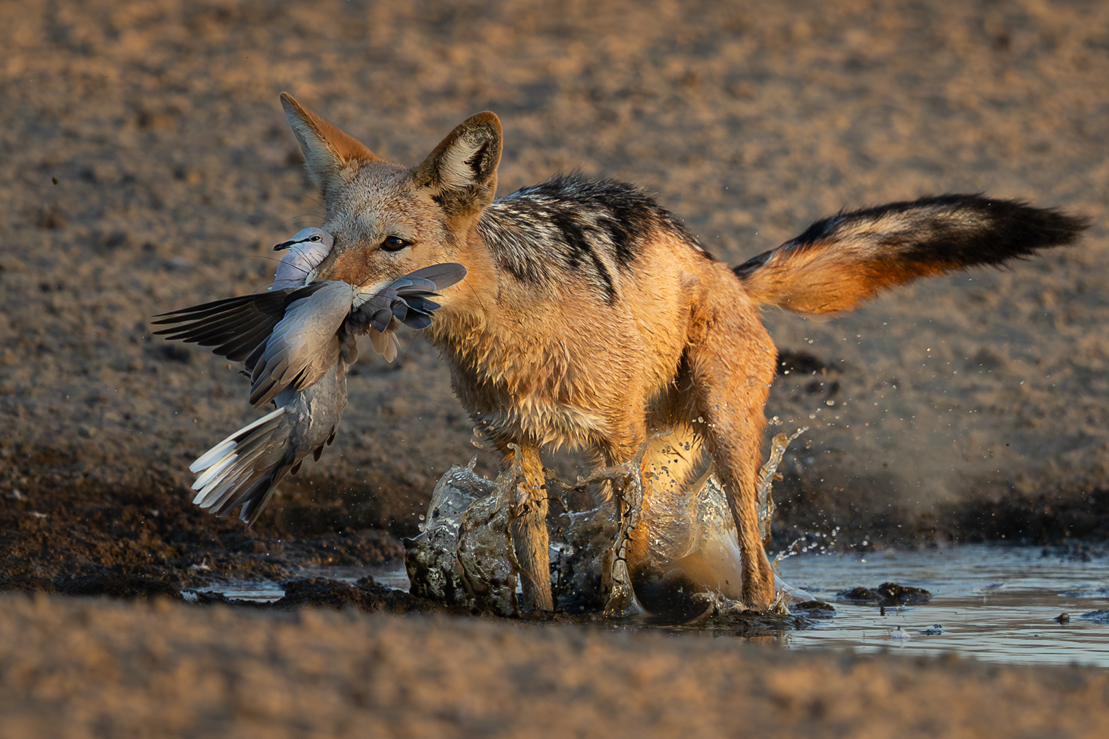 EPC Silver Medal - Nature No Birds - Splashing breakfast - Willem Pietersen - NPC