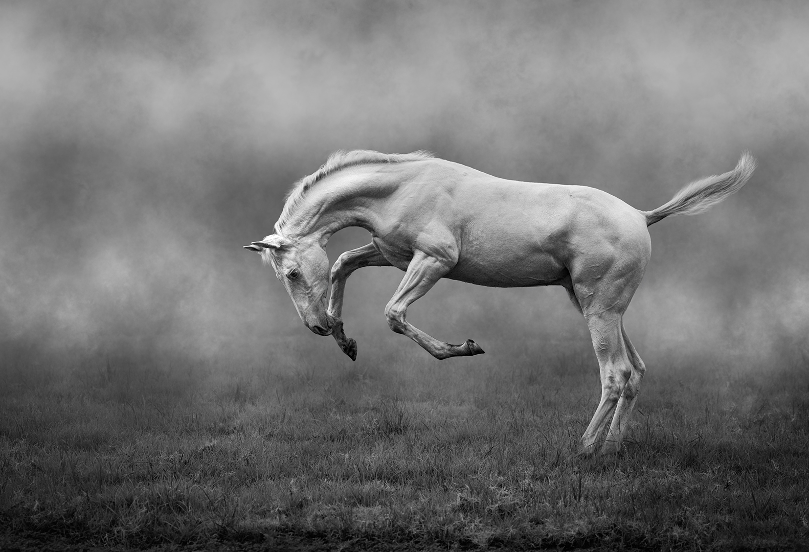 EPC Silver Medal -Open Mono - Playful Akal Teke - Ciszanne Crous - Swartland