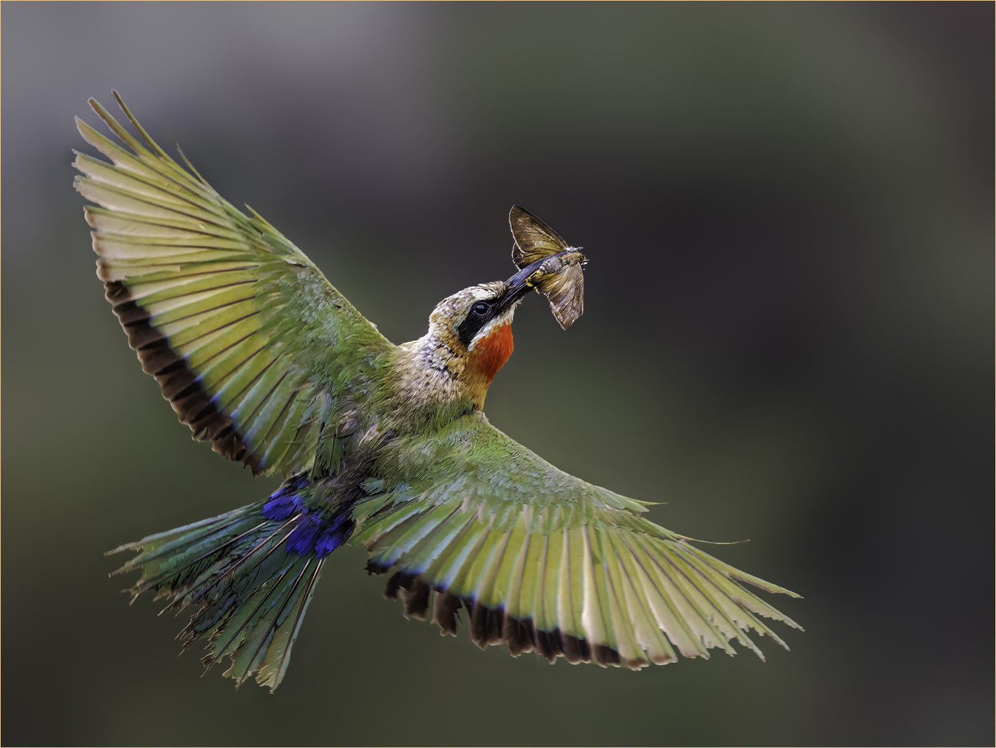 PSSA Silver Medal - Nature Birds Only - Motvreter - Letmari Dreeckmeier - Magalies