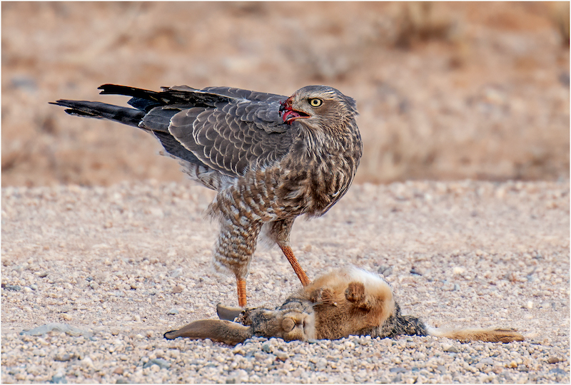 CLUB MEDAL- Nature - Birds Only - Colour -Bleeksingvalk met prooi-Ingrid Marais-AFO Photography Club
