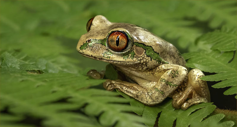 CLUB MEDAL- Nature - No Birds - Colour-Ready to mingle-Brigitte Jordaan-Durban Camera Club