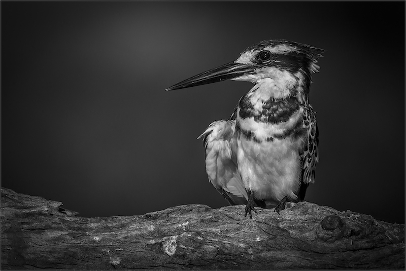 CLUB MEDAL- Open Monochrome -Op en Wakker Bontvisvanger-Gonnie Myburgh-National Photographic Club