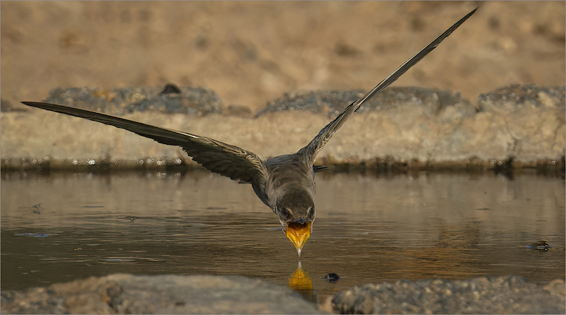 PSSA MEDAL- Nature - Birds Only - Colour -Oopbek-Adriaan Van Zyl-Tafelberg  Fotografieklub