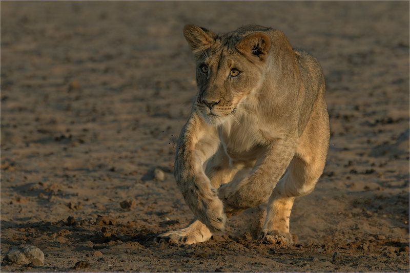 PSSA MEDAL- Nature - No Birds - Colour -Charging young lion 0405-Willie Labuschagne-Magalies Foto Fun Club