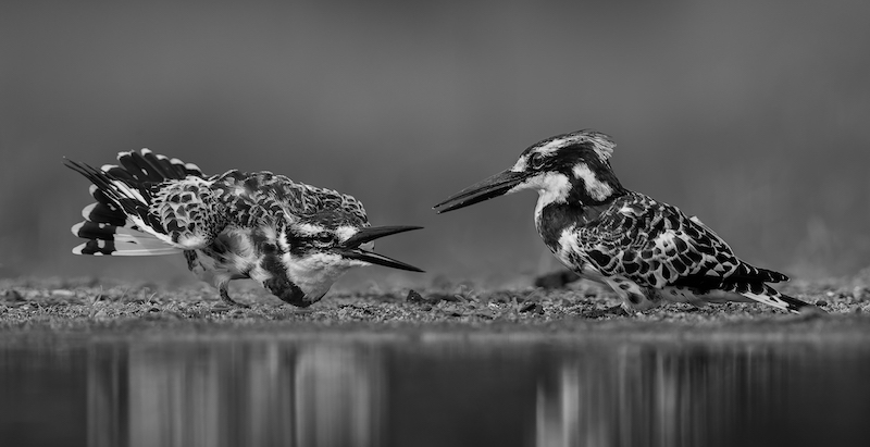 PSSA MEDAL- Open Monochrome -Are you listening to me-Alta Oosthuizen-National Photographic Club