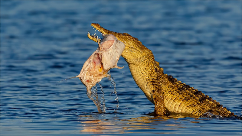 PSSA Silver Medal - Nature - Colour - Croc with catch - Andre Serfontein - Imagelink Virtual Club