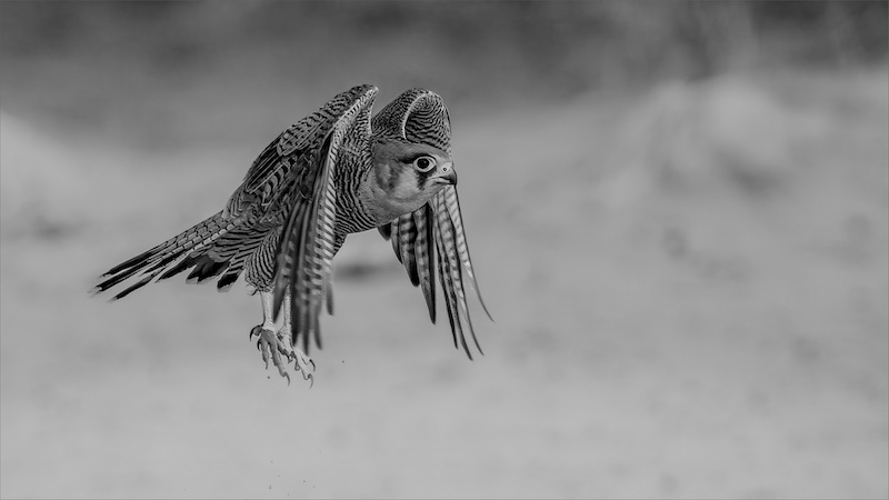 PSSA Silver Medal - Open Monochrome - Redneck falcon wet foot BW - Henry Oppel - Hibiscus Coast Photographic Society